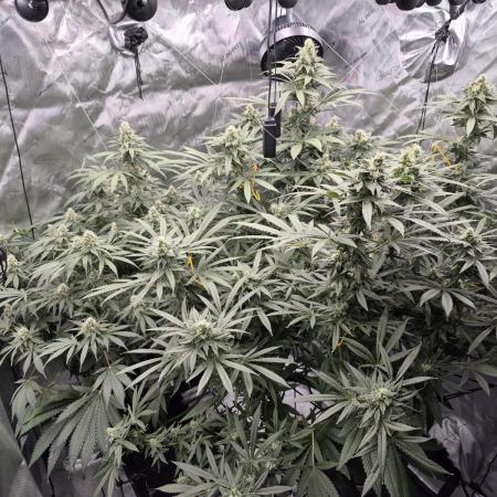 Hydroponics Test Run