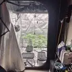 Hydroponics Test Run