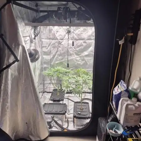 Hydroponics Test Run