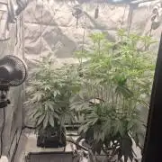 Canuk Seeds - RDWC