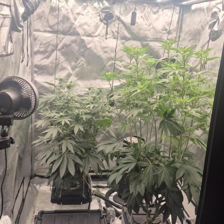Canuk Seeds - RDWC