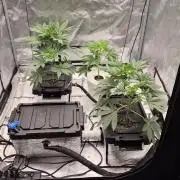 RDWC - Hindu Kush - seed propogation