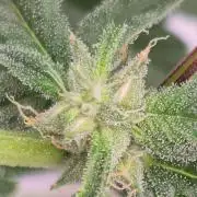 RDWC - Hindu Kush - seed propogation