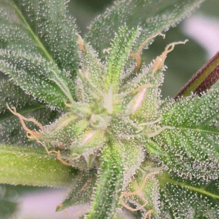 RDWC - Hindu Kush - seed propogation