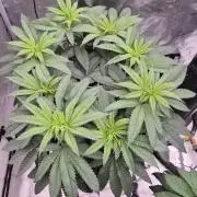 Canuk Seeds - RDWC