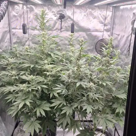 RDWC - Hindu Kush - seed propogation