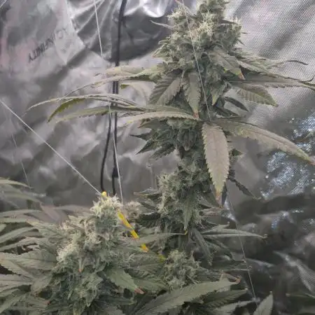 RDWC test run - Afghani #1