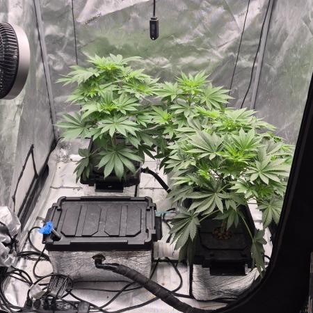 RDWC - Hindu Kush - seed propogation