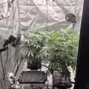 Canuk Seeds - RDWC