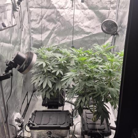 Canuk Seeds - RDWC