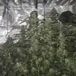 Canuk Seeds - Afghani #1