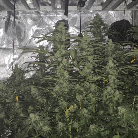 Canuk Seeds - Afghani #1