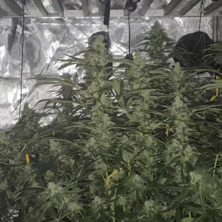 Canuk Seeds - Afghani #1