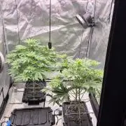 RDWC - Hindu Kush - seed propogation