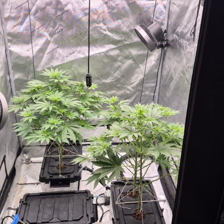 RDWC - Hindu Kush - seed propogation