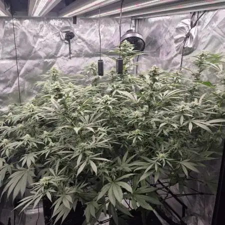 Hydroponics Test Run