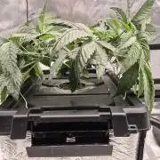 Canuk Seeds - RDWC