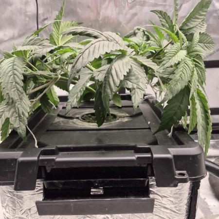 Canuk Seeds - RDWC