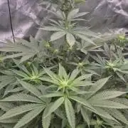 RDWC - Hindu Kush - seed propogation