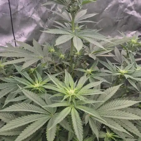 RDWC - Hindu Kush - seed propogation