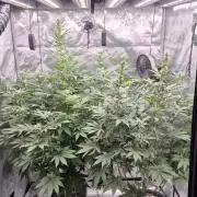 RDWC - Hindu Kush - seed propogation