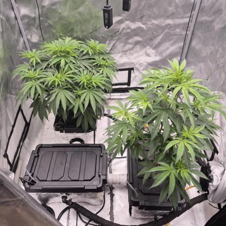 Hydroponics Test Run