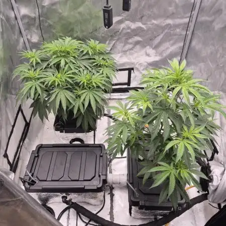 Hydroponics Test Run