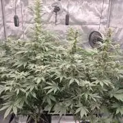 RDWC - Hindu Kush - seed propogation