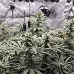Hydroponics Test Run