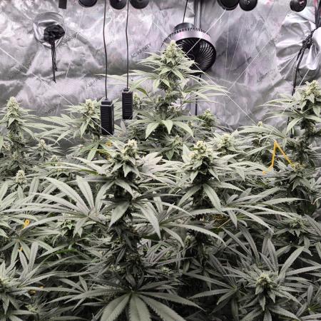 Hydroponics Test Run