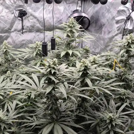 Hydroponics Test Run