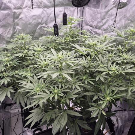 Hydroponics Test Run