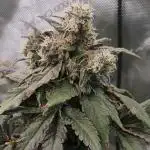 RDWC test run - Afghani #1