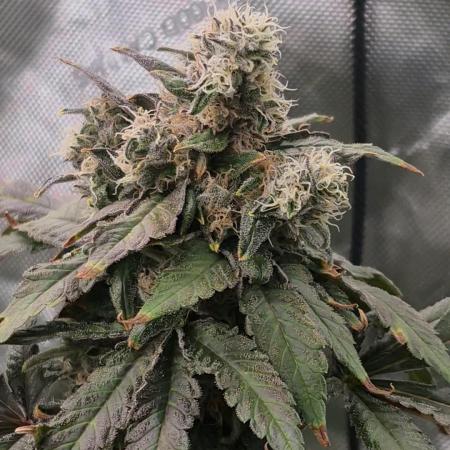 RDWC test run - Afghani #1