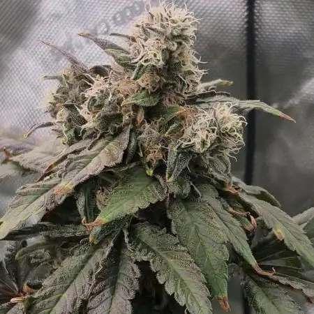 RDWC test run - Afghani #1