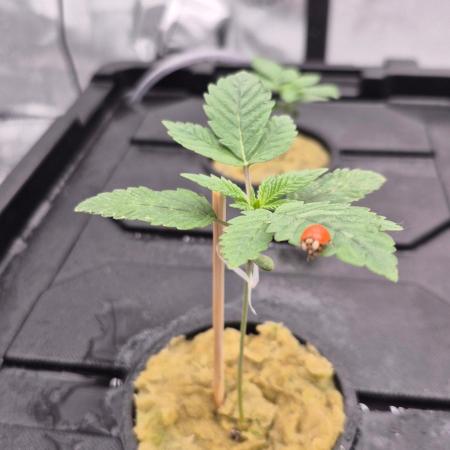 RDWC - Hindu Kush - seed propogation