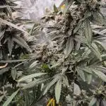 RDWC test run - Afghani #1