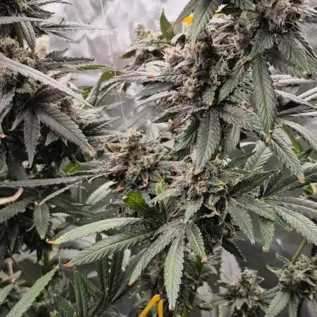 RDWC test run - Afghani #1