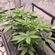 RDWC - Hindu Kush - seed propogation