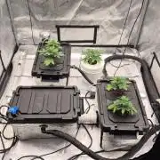 RDWC - Hindu Kush - seed propogation