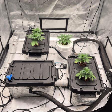 RDWC - Hindu Kush - seed propogation