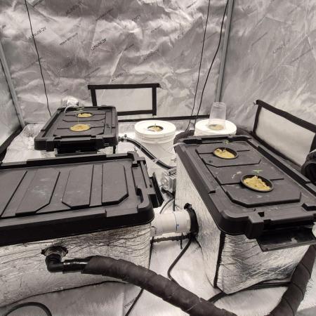 RDWC - Hindu Kush - seed propogation