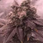 RDWC test run - Afghani #1