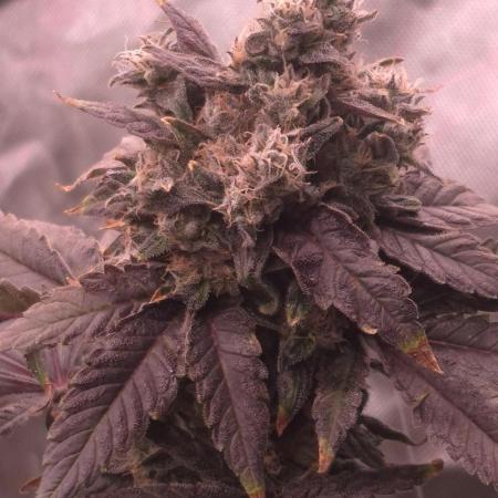 RDWC test run - Afghani #1