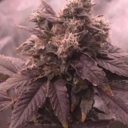 RDWC test run - Afghani #1