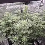 Hydroponics Test Run