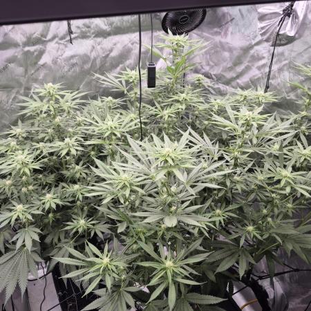 Hydroponics Test Run
