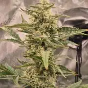 RDWC - Hindu Kush - seed propogation
