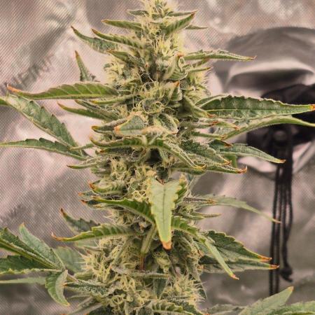 RDWC - Hindu Kush - seed propogation