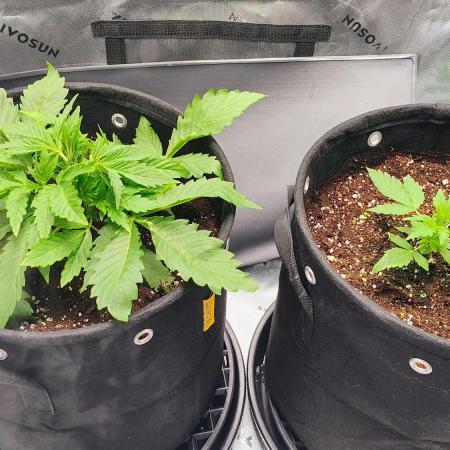 2x Mango Smile Autos- Mephisto Genetics First Grow